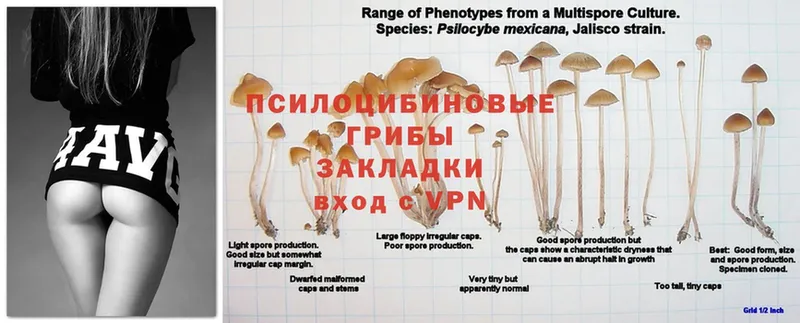 наркотики  Коркино  блэк спрут рабочий сайт  Галлюциногенные грибы Cubensis 